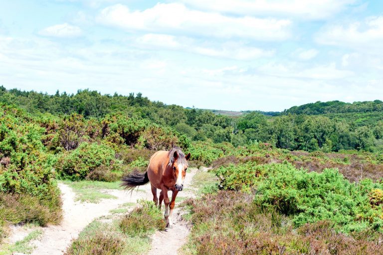 New Forest